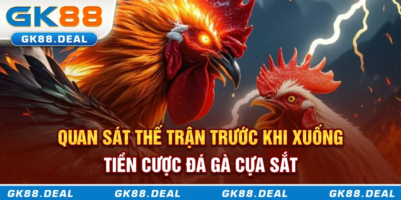 Đá Gà Cựa Sắt - Bộ Môn Thượng Võ Hiện Đại Kết Hợp Tốc Độ Và Chiến Thuật Quan sát thế trận trước khi xuống tiền cược đá gà cựa sắt